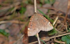 Epirranthis diversata