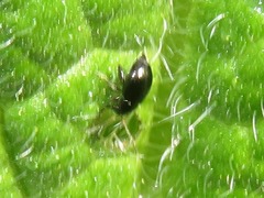 Longitarsus anchusae