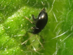 Longitarsus anchusae