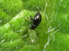 Longitarsus anchusae