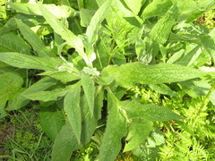 Longitarsus anchusae