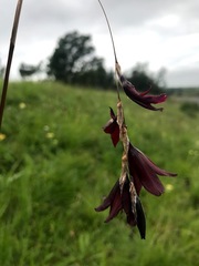 Dierama latifolium