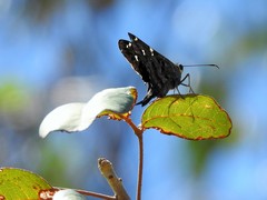 Thorybes dorantes santiago