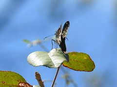 Thorybes dorantes santiago