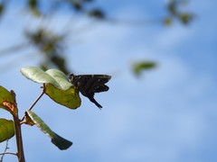 Thorybes dorantes santiago