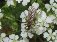 Empis trigramma