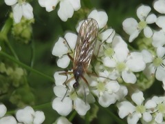 Empis trigramma