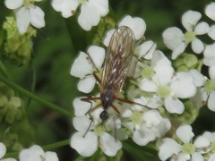 Empis trigramma
