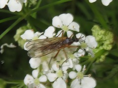 Empis trigramma