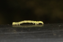 Euwilemania angulata