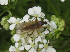 Empis trigramma
