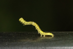 Euwilemania angulata