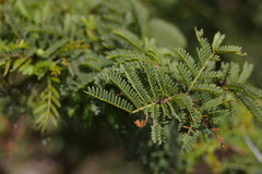 Vachellia rorudiana