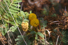 Vachellia rorudiana