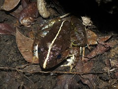 Limnonectes poilani