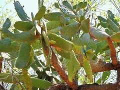 Consolea moniliformis