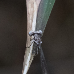 Protosticta taipokauensis
