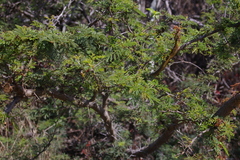 Vachellia rorudiana