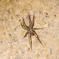 Pardosa sumatrana