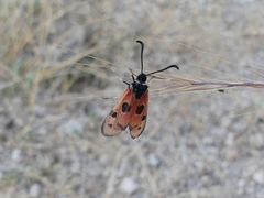 Zygaena hilaris