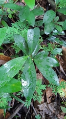 Mimusops sechellarum