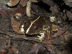 Limnonectes poilani