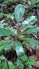 Mimusops sechellarum