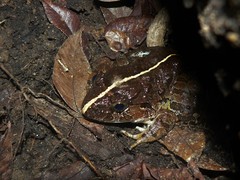 Limnonectes poilani