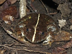 Limnonectes poilani