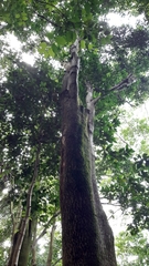 Mimusops sechellarum