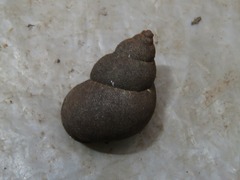 Bithynia tentaculata