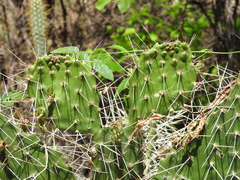 Consolea moniliformis