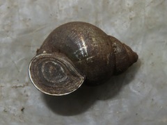 Bithynia tentaculata