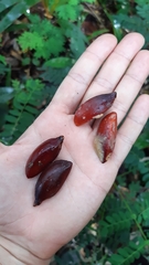 Mimusops sechellarum