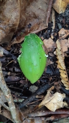 Mimusops sechellarum