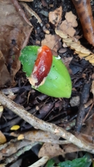 Mimusops sechellarum