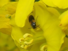 Anaspis fasciata