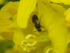 Anaspis fasciata