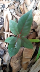 Pyrostria bibracteata