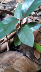 Pyrostria bibracteata