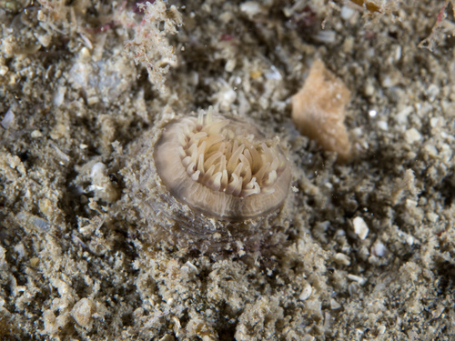 Cataphellia brodricii
