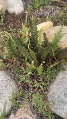 Cheilanthes contracta