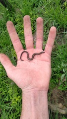 Scelotes mossambicus