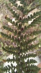 Cheilanthes contracta