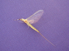 Ephemeridae