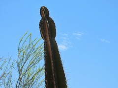 Cereus hexagonus