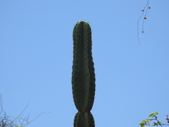 Cereus hexagonus