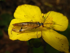 Coreanomecon hylomeconoides