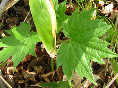 Ainsliaea acerifolia