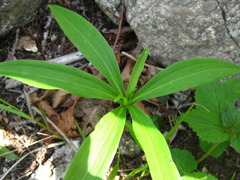 Lilium tsingtauense